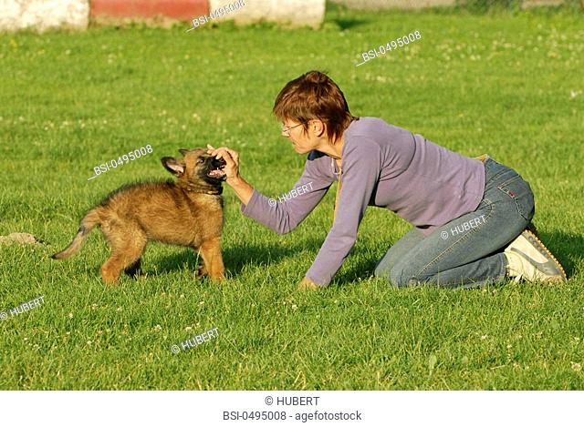 WOMAN WITH ANIMAL Female 9-week-old puppy Belgian Laekenois. Game with her master, the aim is to establish a relation between the master and her dog based on...