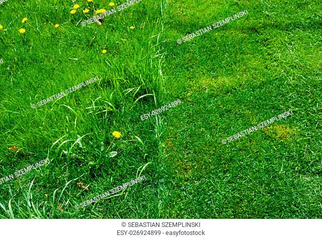 Detail of fresh green grass lawn, half recently mowed, half uncut, viewed from above