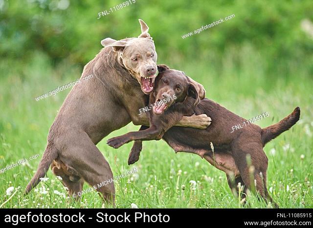 Two labrador retriever on a meadow, Bavaria, Germany, Europe