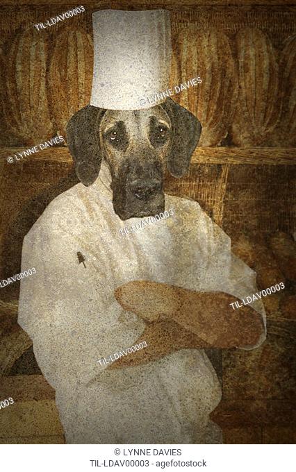 Dog dressed as a baker looking at the camera