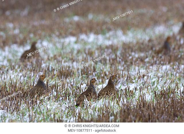 Grey Partridge - in snow covered winter stubble field (Perdix perdix). November. Narborough, Norfolk, U.K