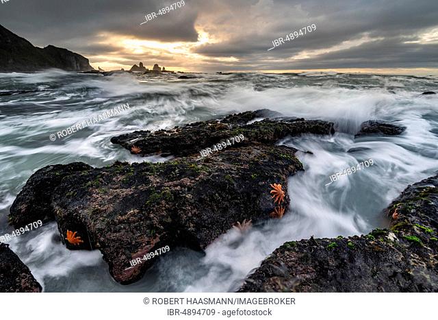Reef starfishes (Stichaster australis) on rocky coast, rocks in stormy sea, Greymouth, region West Coast, South Island, New Zealand