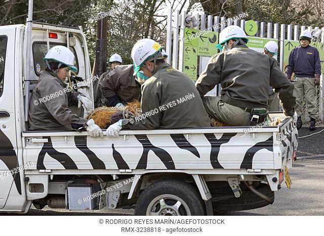 February 22, 2019, Tokyo, Japan - Zookeepers capture a zookeeper wearing orangutan costume during an Escaped Animal Drill at Tama Zoological Park