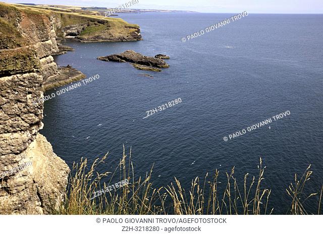 Cliff view at Crawton Bay, Scotland, Highlands, United Kingdom