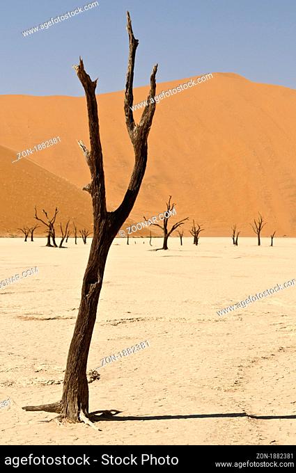 Image of the dead vlei at sossusvlei in namibia. Here in the namib naukluft nationalpark are a lot of dead trees