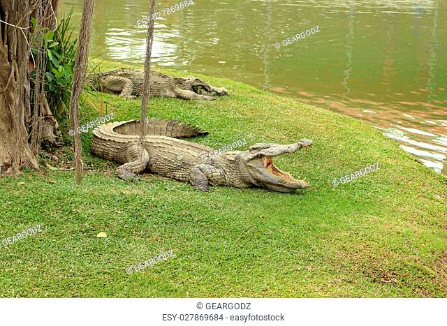 Crocodile resting on the grass