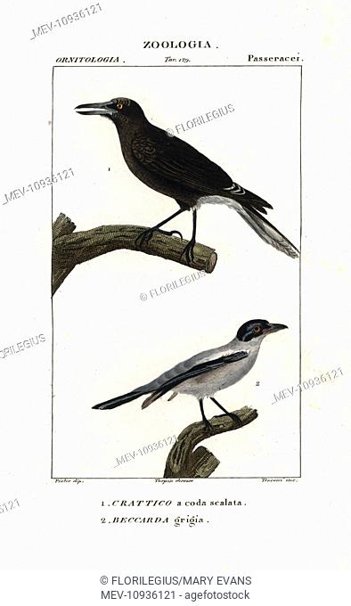 Grey currawong, Strepera versicolor, and black-tailed tityra, Tityra cayana. Handcoloured copperplate stipple engraving from Antoine Jussieu's Dictionary of...