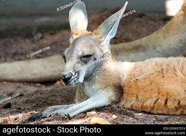 Red Kangaroo, Macropus rufus, photo was taken in Australia