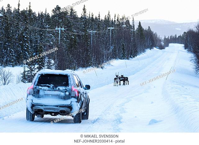 Car and reindeer on country road at winter