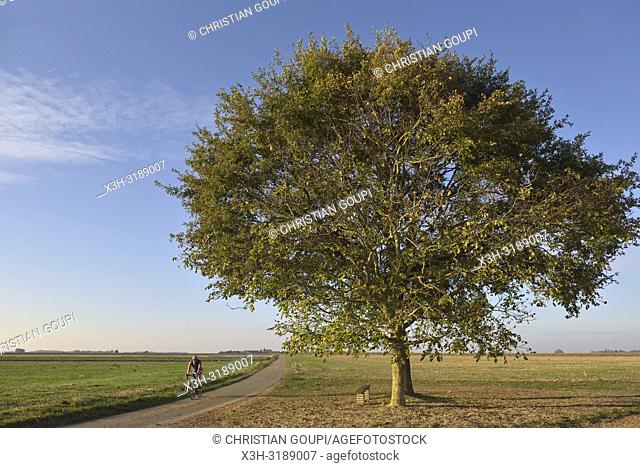 cycliste passant pres de deux chenes isoles sur le bord d'une route de campagne, departement d'Eure-et-Loir, region Centre-Val de Loire, France