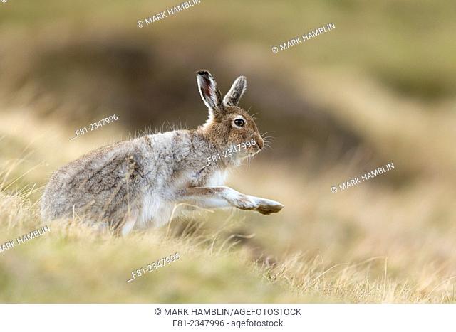 Mountain Hare (Lepus timidus) adult in spring coat shaking after grooming