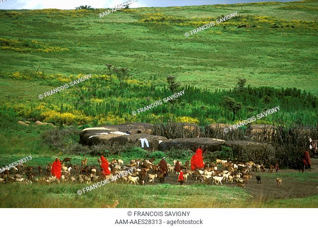 Masai Village & their cattle on lush grassland on edge of Ngoronogoro Crater Tanzania