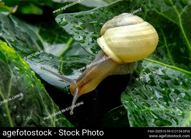15 August 2020, Lower Saxony, Brunswick: A garden snail (Cepaea hortensis), also called garden snail, crawls over a wet ivy leaf after a rain shower