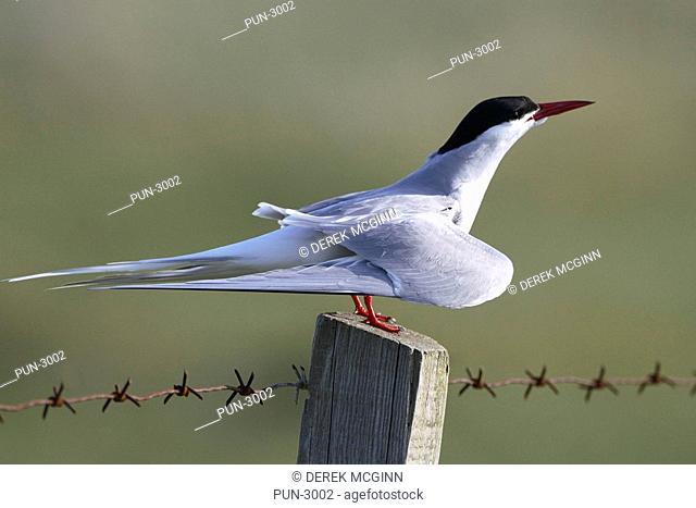 Arctic tern Sterna paradisea displaying to mate on fence post