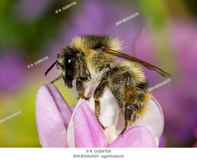 Knapweed carder bee, Shrill carder bee (Bombus sylvarum), on crown vetch (Securigera varia), Germany