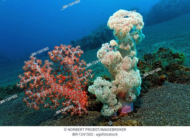 Group of soft corals (Dendronephthya mucronata) and Klunzinger's soft coral (Dendronephthya klunzingeri) on sandy ground, reef, Bali, island