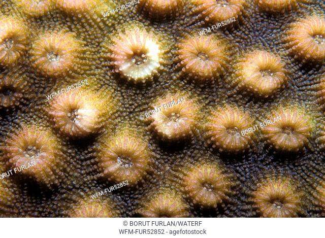 Polyps of Stony Corals, Porites sp., Sharm el Sheikh, Sinai, Red Sea, Egypt