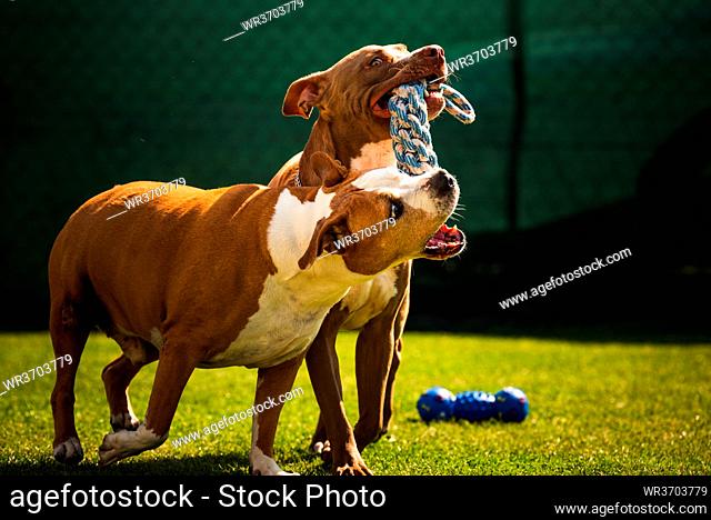 Two dogs amstaff terrier playing tog of war outside. Young and old dog fun in backyard. Canine theme