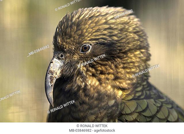 Kea, Nestor notabilis, portrait, at the side, animal-portrait, nature, fauna, wildlife, animal, bird, parrot, Nestorpapagei, plumages, brown, beak, dusk