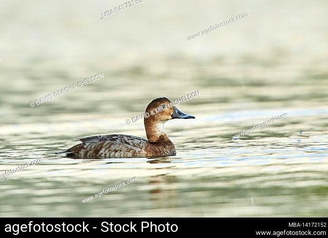 pochard (aythya ferina) swims on a lake, bavaria, germany