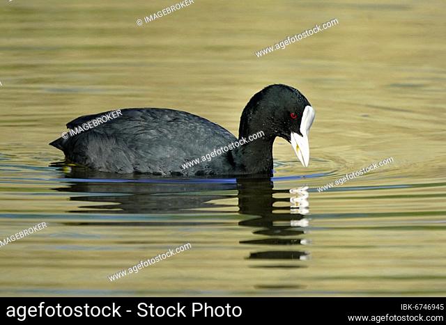 Common coot (Fulica atra) swimming, Germany, Europe