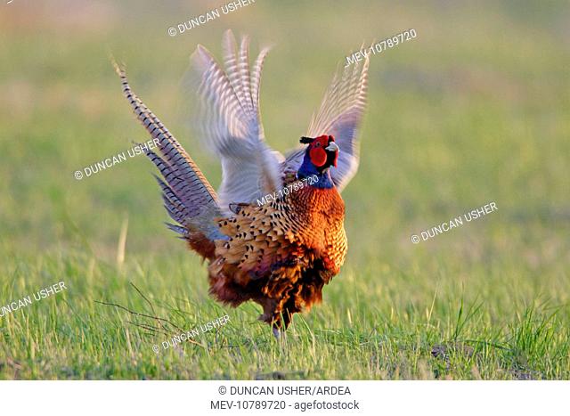 Pheasant - male / cock crowing and flapping wings (Phasianus colchicus)