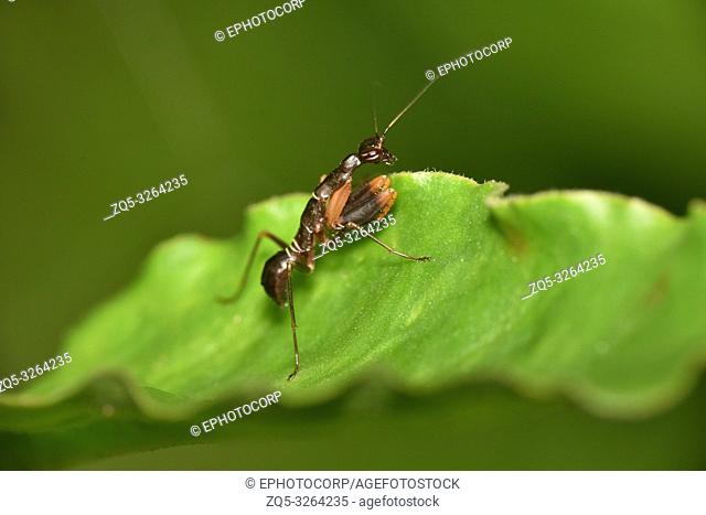 Odontomantis planiceps, Asian ant mantis species of praying mantis, Hyderabad, Telangana, India