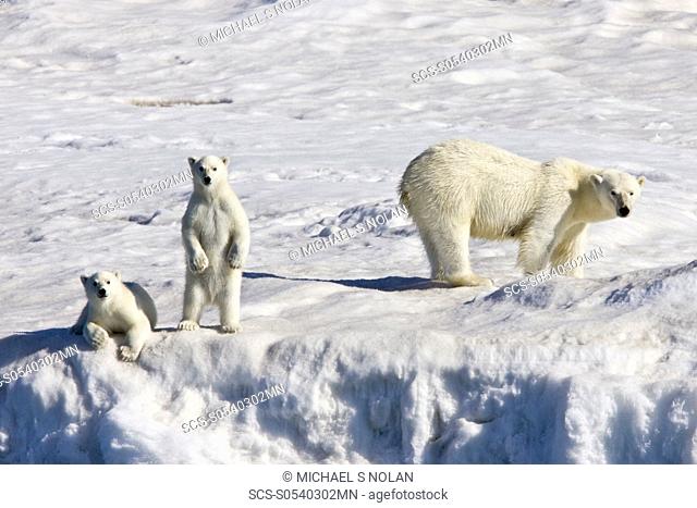 Mother polar bear Ursus maritimus with two coy cubs-of-year on multi-year ice floes in the Barents Sea off the eastern side of Heleysundet in the Svalbard...