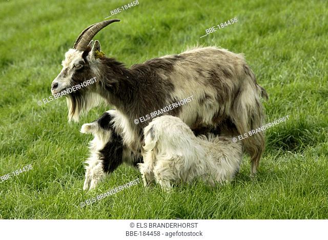 Traditional Dutch land-goat