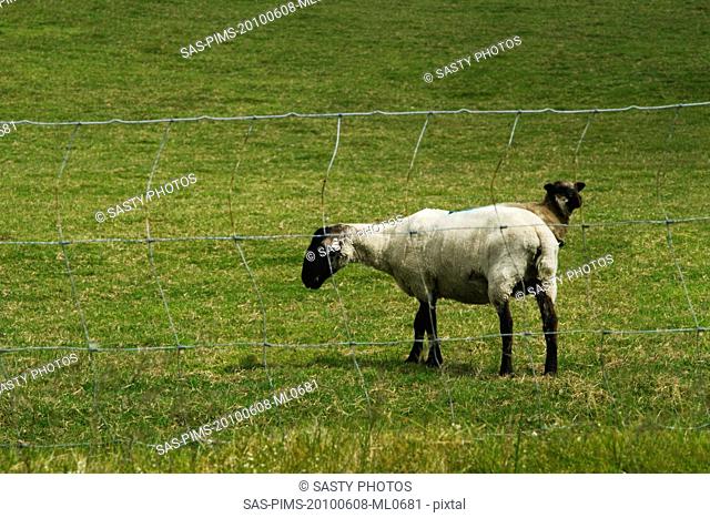 Two sheep grazing on a hill, Killarney National Park, Killarney, County Kerry, Republic of Ireland