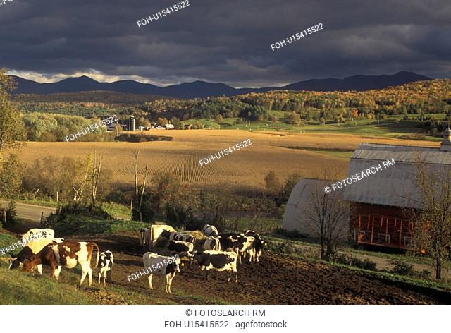 farm, cows, fall, autumn, Vermont, Cows grazing in a pasture with a scenic view of Mount Mansfield in the background in the fall in Cambridge in Lamoille County...