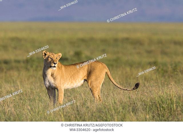 African Lion (Panthera leo), female standing in tall grass, Maasai Mara National Reserve, Kenya, Africa