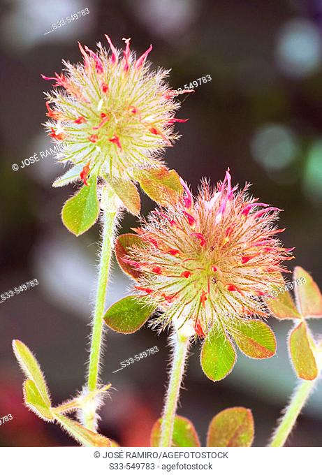 Wild flowers (Trifolium stellatum)