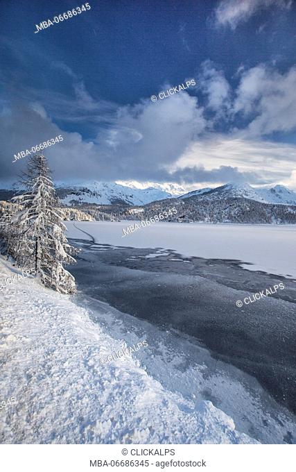Snowy trees on the shore of the frozen Lake Sils Upper Engadine Canton of Grisons Switzerland Europe