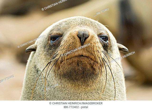 Cape - or South African Fur Seal (Arctocephalus pusillus), Benguela Current, Cape Cross, Atlantic Coast, Namibia, Africa
