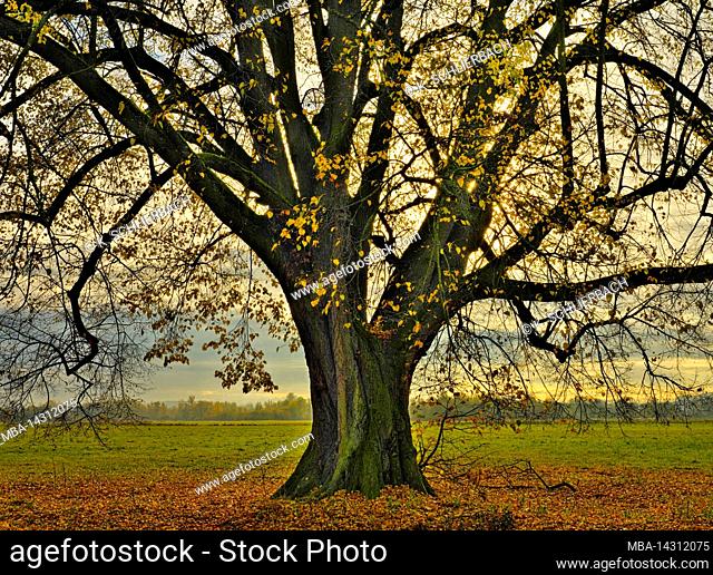 Europe, Germany, Hesse, Lahn-Dill-Bergland, Gleiberger Land, autumn in the Lahn meadows, linden tree in autumn leaves