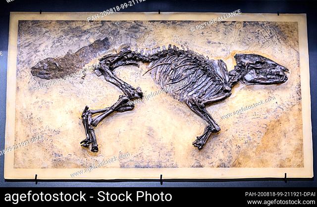 18 August 2020, Hessen, Darmstadt: The complete skeleton of the Messel prehistoric horse found in 2015 is on display in the exhibition ""Prehistoric Horse 2