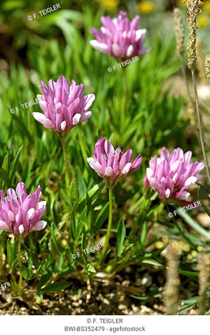 alpine clover (Trifolium alpinum), blooming, Switzerland