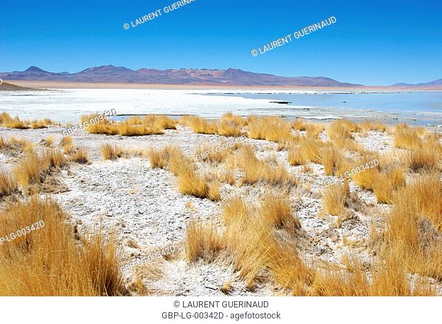 Estacion termale, Reserva nacional de fauna andina Eduardo Abaroa, Deserto do Lipez, Departamento de Potosi, Sud Lipez Province, La Paz, Bolívia