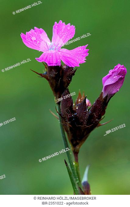 Carthusian Pink (Dianthus carthusianorum), Fliess, Tyrol, Austria, Europe