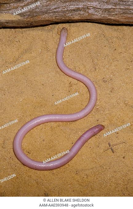 Florida Worm Lizard (Rhineura floridana), IC