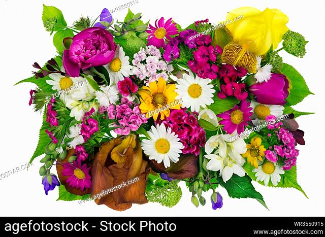 June summer flowers and plants isolated banner concept