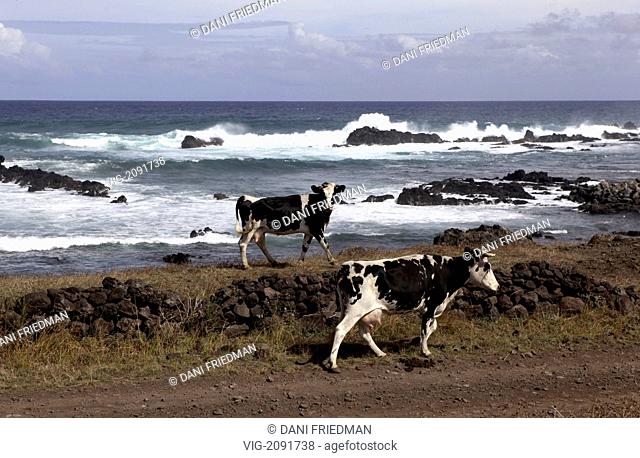 CHILE, RAPA NUI, 19.03.2010, Black and white cows roaming free near the ocean on Easter Island. - RAPA NUI, EASTER ISLAND, CHILE, 19/03/2010