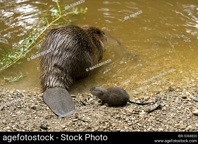 European beaver (Castor fiber) and chub (Squalius cephalus), Rosenheim, Bavaria, Germany, Europe