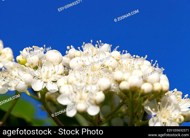 a large number of white small flowers on the branches of a tree in the spring flowering, closeup with blue sky and sunlight