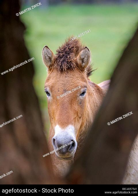 Przewalskis Horse or Takhi (Equus ferus przewalskii) in the wildlife center of the Hortobagy National Park, which is listed as UNESCO world heritage site