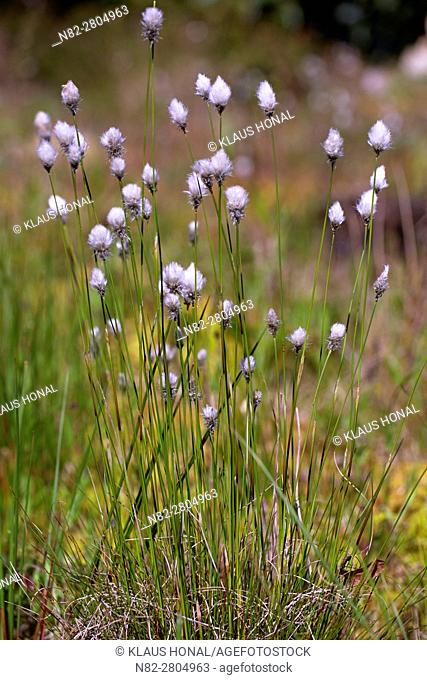 Hare's-tail Cottongrass, Tussock Cottongrass or Sheathed Cottonsedge (Eriophorum vaginatum) flowering in moory landscape - Bavaria/Germany