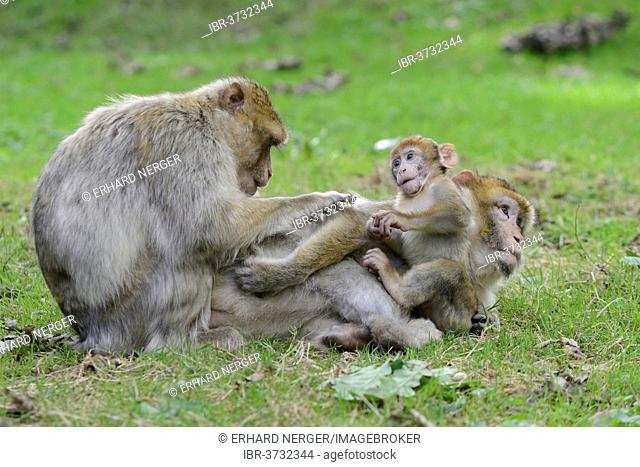 Barbary Macaques (Macaca sylvanus), in NaturZoo Rheine animal park, Münsterland, Nordrhein-Westfalen, Germany