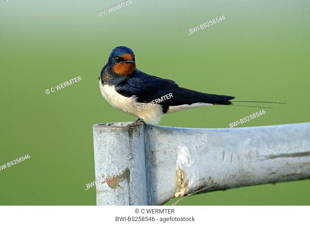 barn swallow Hirundo rustica, sitting on a metal post, Netherlands, Nijkerk