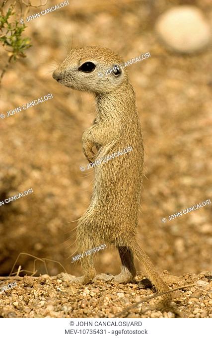 Roundtail Ground Squirrel - young (Citellus tereticaudus)